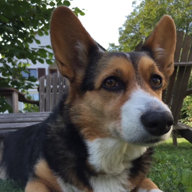 Corgi